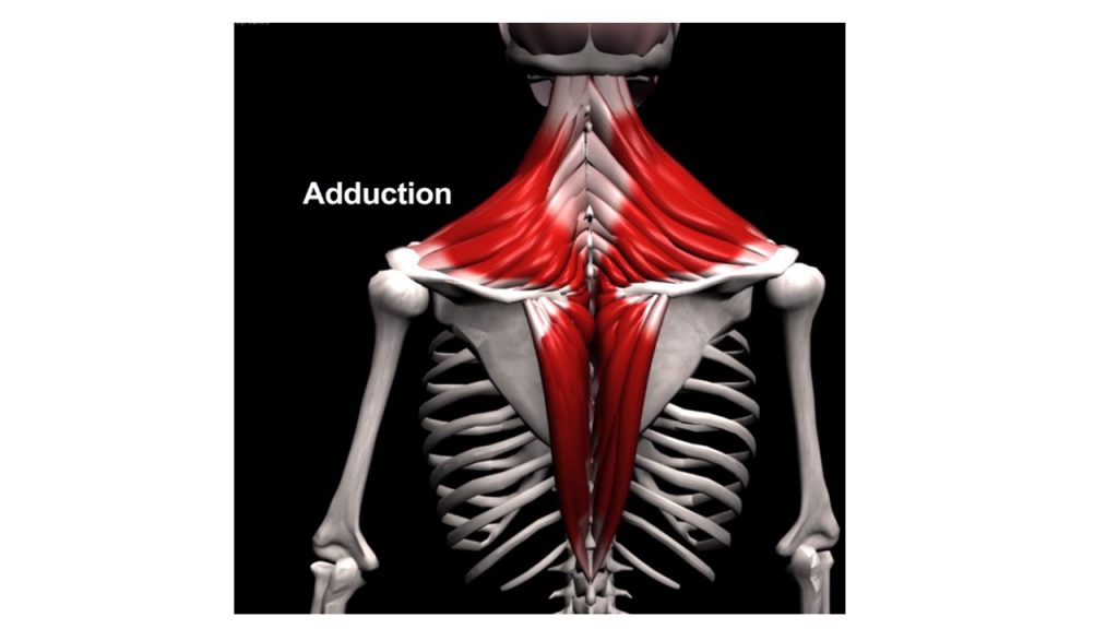 Conheça A Musculatura De Trapézio E Roimboides 3454