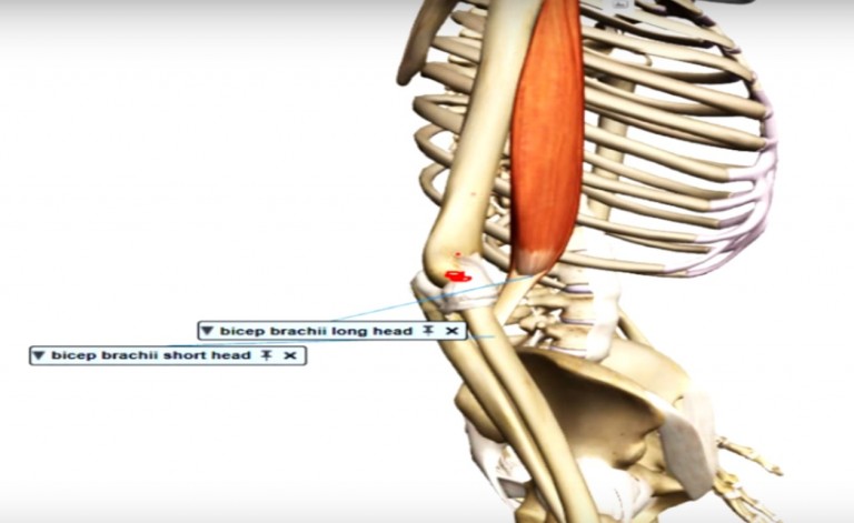 Como realizar a análise vetorial do Bíceps Braquial