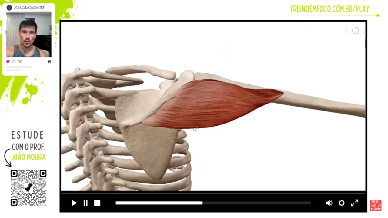 Deltoide_posterior_anatomia_movimentos_ombro.