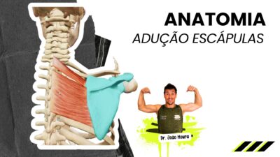 Treino_em_foco_adução_das_escápulas_retração_romboídes_trapézio